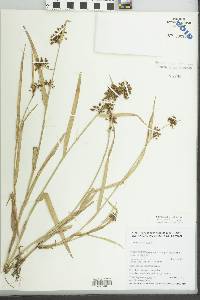Image of Fuirena ciliaris