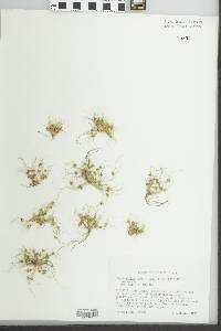 Fimbristylis vahlii image