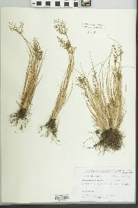 Fimbristylis annua image