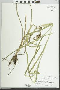 Scirpus georgianus image