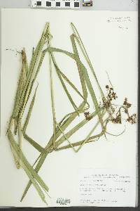 Scirpus georgianus image