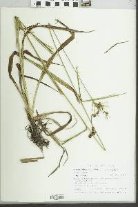 Scirpus georgianus image