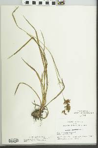 Scirpus pendulus image