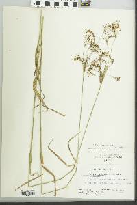 Scirpus pendulus image