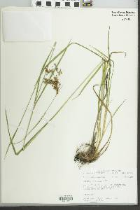 Scirpus pendulus image