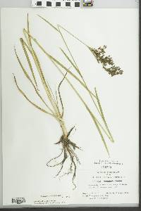 Scirpus pendulus image