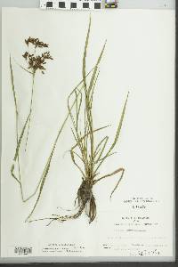 Scirpus pendulus image