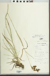 Scirpus pendulus image