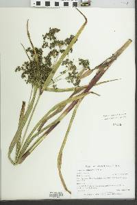 Scirpus microcarpus image