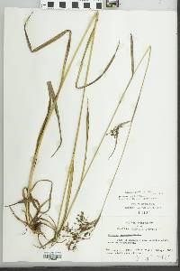 Scirpus pendulus image