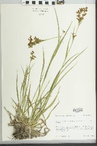 Scirpus pendulus image