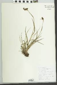 Scirpus pendulus image