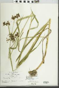 Scirpus georgianus image