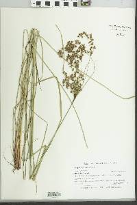 Scirpus atrocinctus image