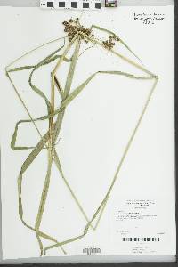 Scirpus georgianus image