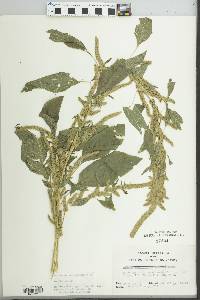 Amaranthus tuberculatus image