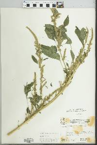 Amaranthus tuberculatus image