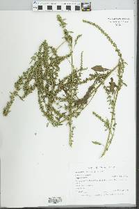 Amaranthus tuberculatus image