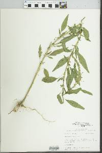 Amaranthus tuberculatus image