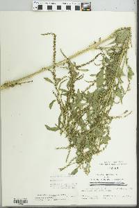 Amaranthus tuberculatus image