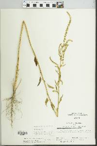 Amaranthus tuberculatus image