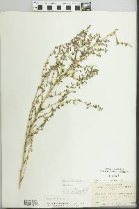 Amaranthus albus image