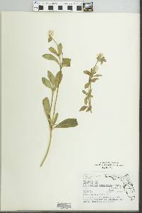 Image of Alternanthera ramosissima