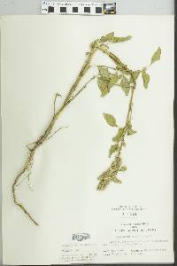 Amaranthus retroflexus image