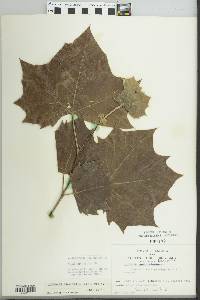 Platanus x hispanica image