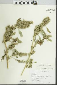 Amaranthus retroflexus image