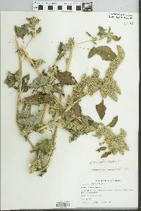 Amaranthus retroflexus image