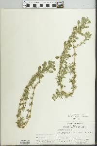 Amaranthus graecizans image