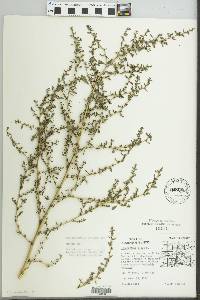 Amaranthus albus image