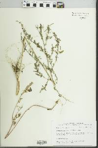 Image of Chenopodium desiccatum