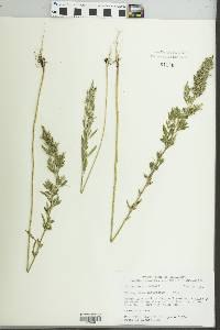 Chenopodium desiccatum image