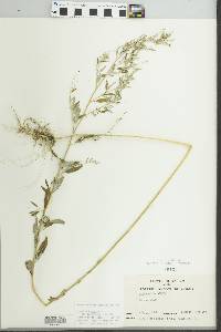 Chenopodium pratericola image