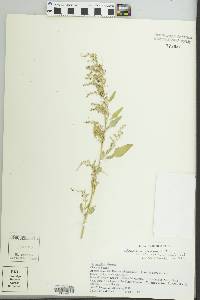 Chenopodium strictum image