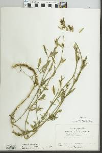 Atriplex patula image