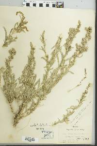 Atriplex falcata image