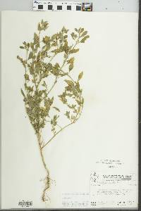 Atriplex patula image