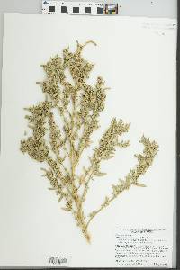 Atriplex cristata image