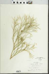 Atriplex spinifera image