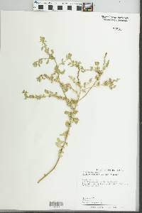 Image of Atriplex pentandra