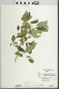 Amaranthus spinosus image