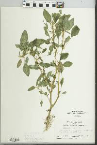 Amaranthus spinosus image