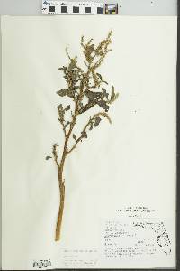 Amaranthus spinosus image