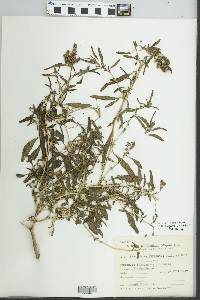 Amaranthus muricatus image