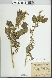 Image of Amaranthus quitensis