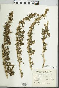 Image of Amaranthus standleyanus