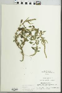 Amaranthus spinosus image